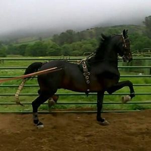 Meet your Posher, Mitchell